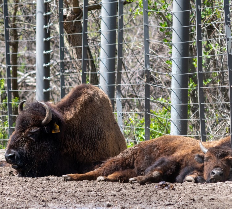 american-bison-at-bronx-zoo-photo